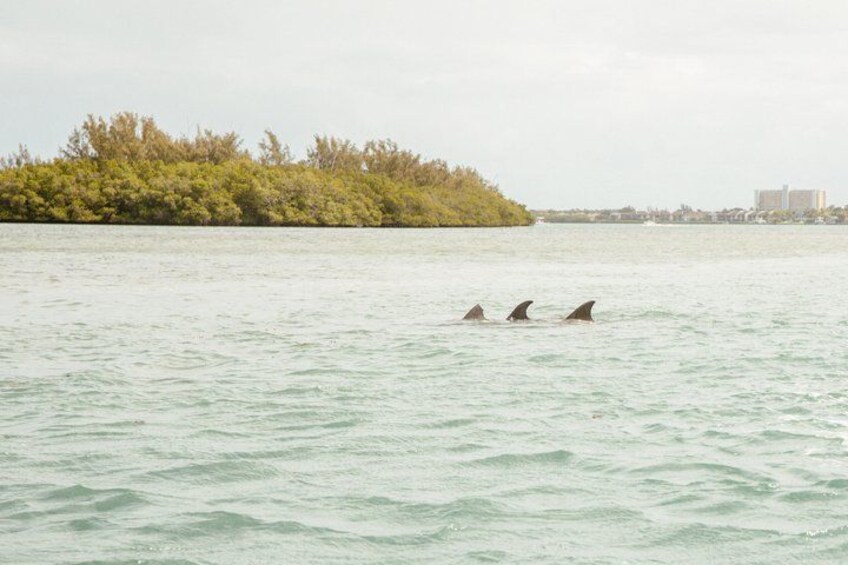 Calm water, a small island with dense vegetation, and three dolphins swimming. 5
