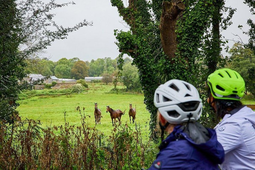 A person in a white helmet and blue jacket observing horses in a green field with trees and farm buildings in the background. 2