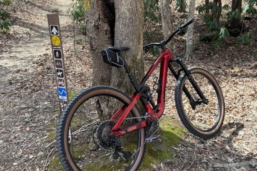 A mountain bike leaning against a tree in a forested area. 3