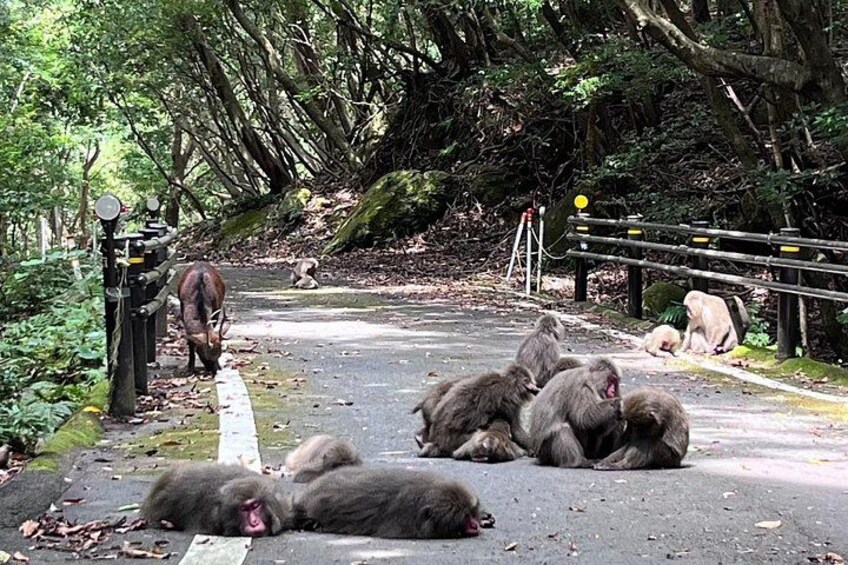 A group of monkeys on a road surrounded by dense forest. 3