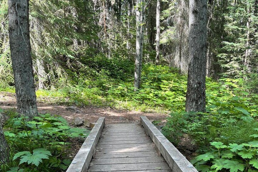 A wooden bridge in a forest. 2