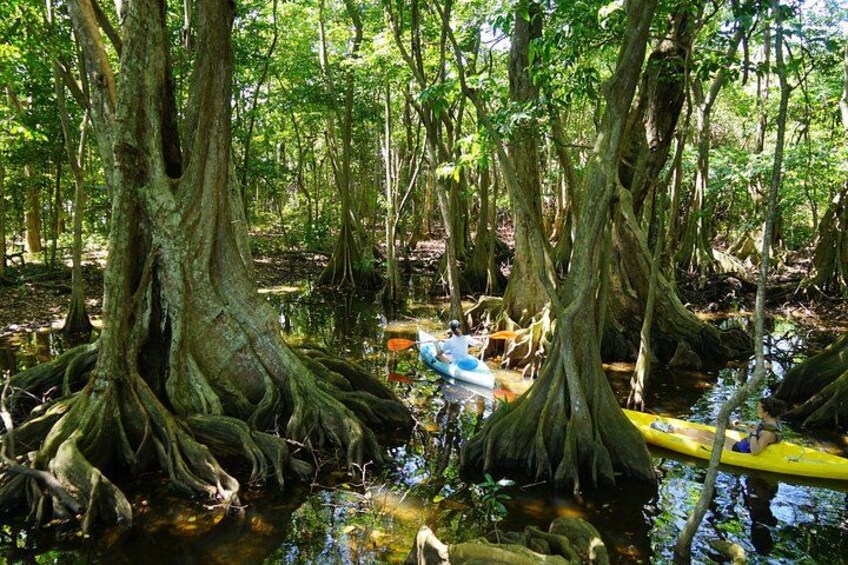 A river surrounded by large trees with exposed roots, a yellow raft, and a blue kayak. 3