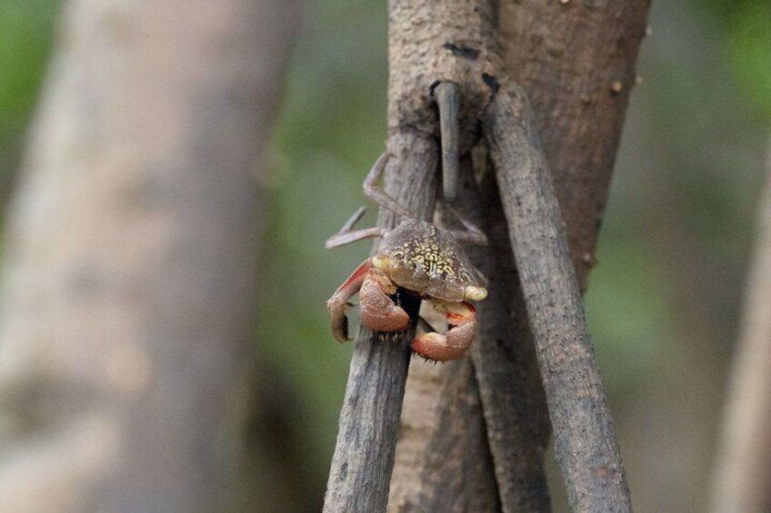 A crab on a tree branch. 4
