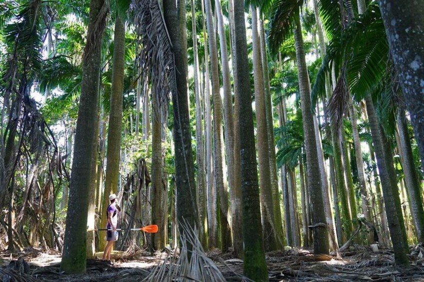 A person standing in a dense forest of tall palm trees. 2