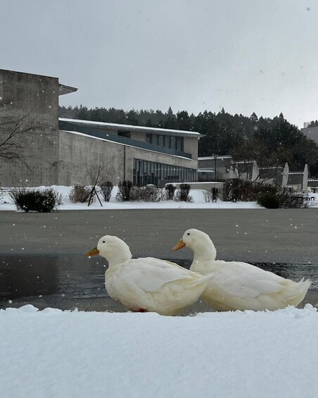 Two white ducks walking in a snowy parking lot with a modern building in the background. 5