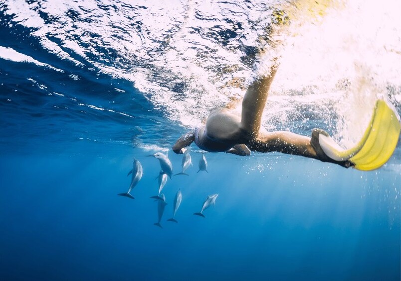 A person swimming underwater with a yellow fin, surrounded by dolphins. 1