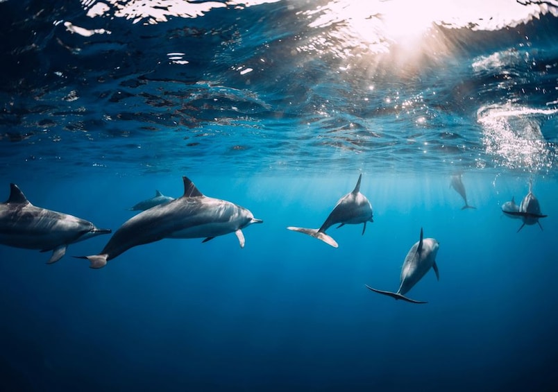 Dolphins swimming underwater with sunlight filtering through the water. 3