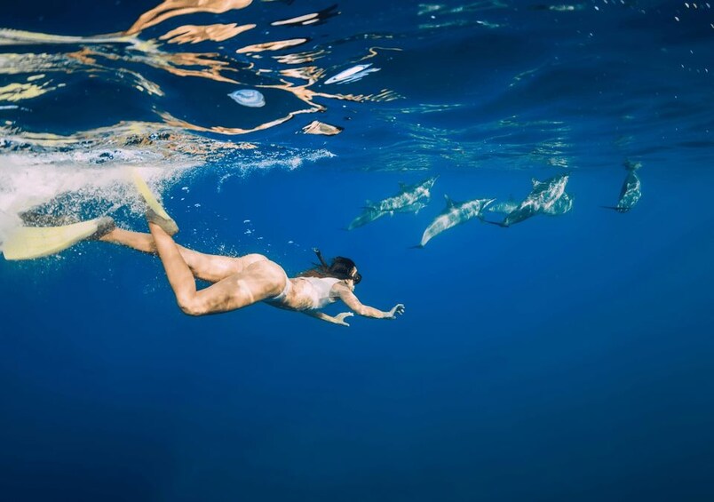 A person swimming underwater with dolphins. 5
