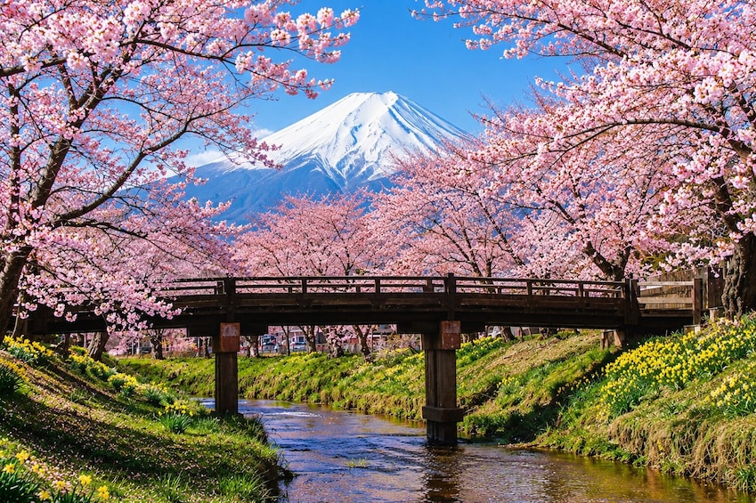 From Tokyo: Mt. Fuji, Oshino Hakkai & Gotemba Outlets 1Day Bus Tour 4