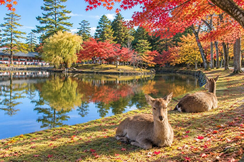 From Osaka/Kyoto: Kyoto and Nara 1-Day Bus Tour 5