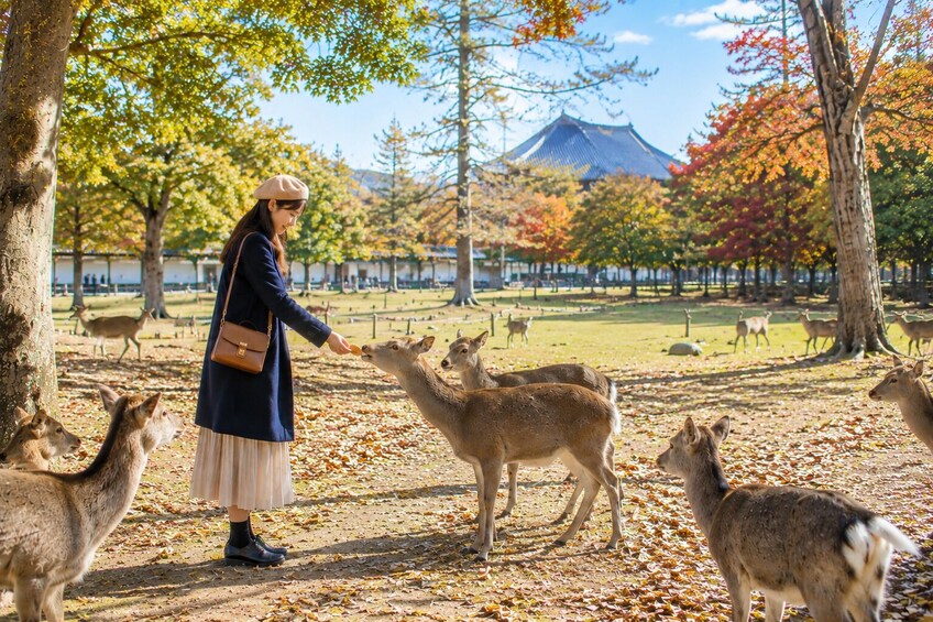 From Osaka/Kyoto: Kyoto and Nara 1-Day Bus Tour 3