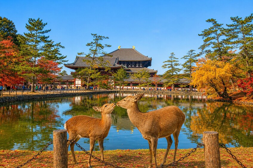 From Osaka/Kyoto: Kyoto and Nara 1-Day Bus Tour 5