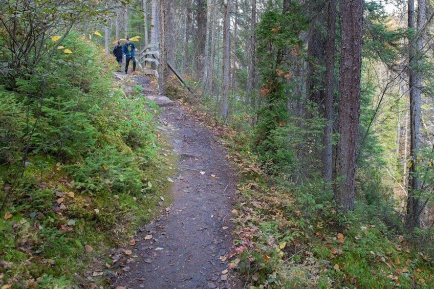A forest trail with hikers. 2