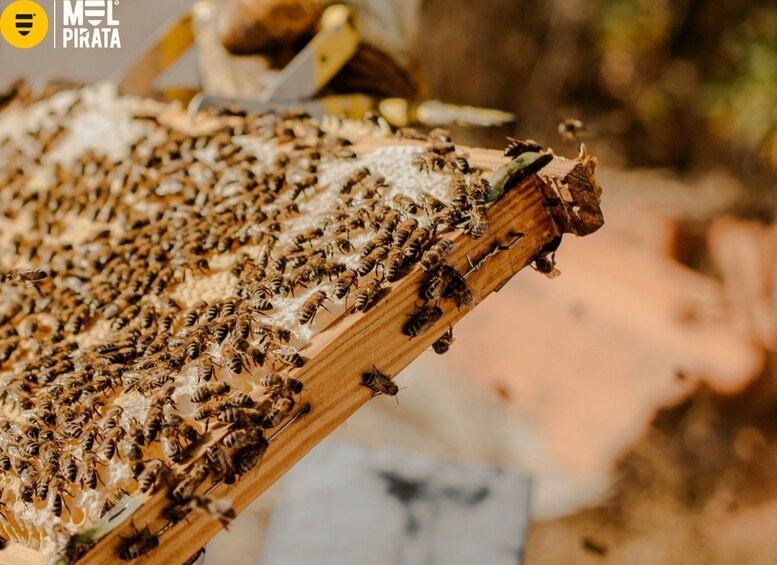 A beehive with bees on a wooden surface. 2