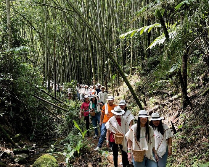 A group of people hiking in a bamboo forest. 5