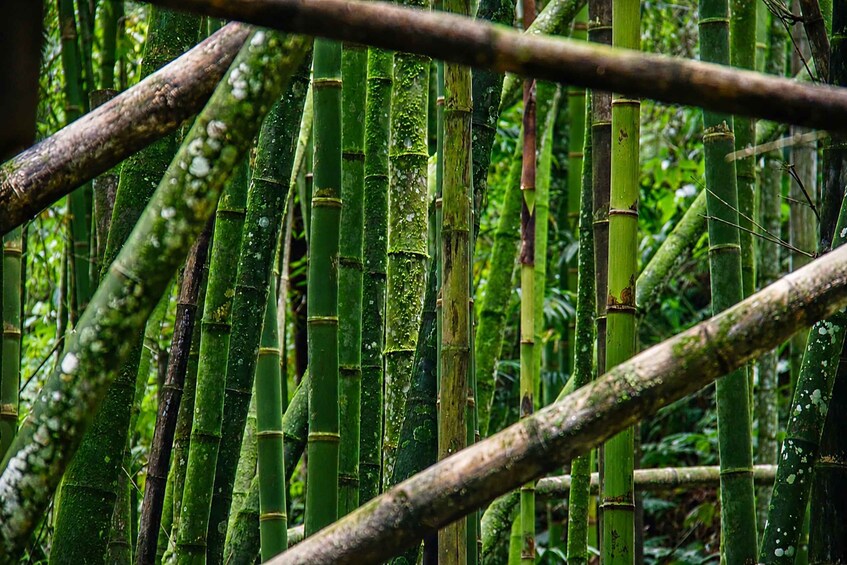 A dense bamboo forest with tall, green stalks and some branches crossing the frame. 3