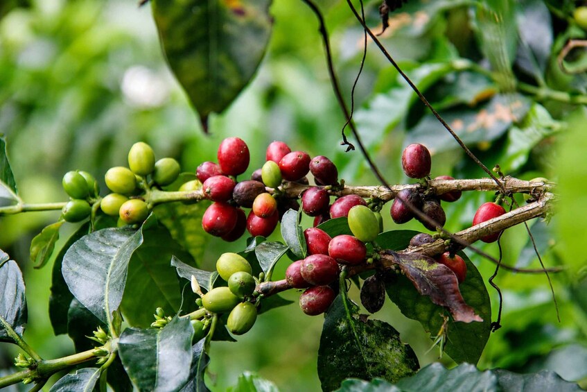 A coffee plant with clusters of green and red coffee cherries. 2