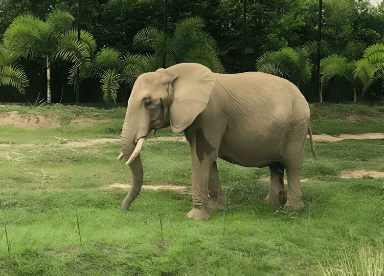 Un éléphant dans une zone herbeuse, avec des arbres en arrière-plan. 3