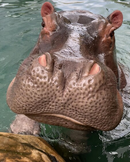 Un gros plan du visage d’un hippopotame dans l’eau. 2