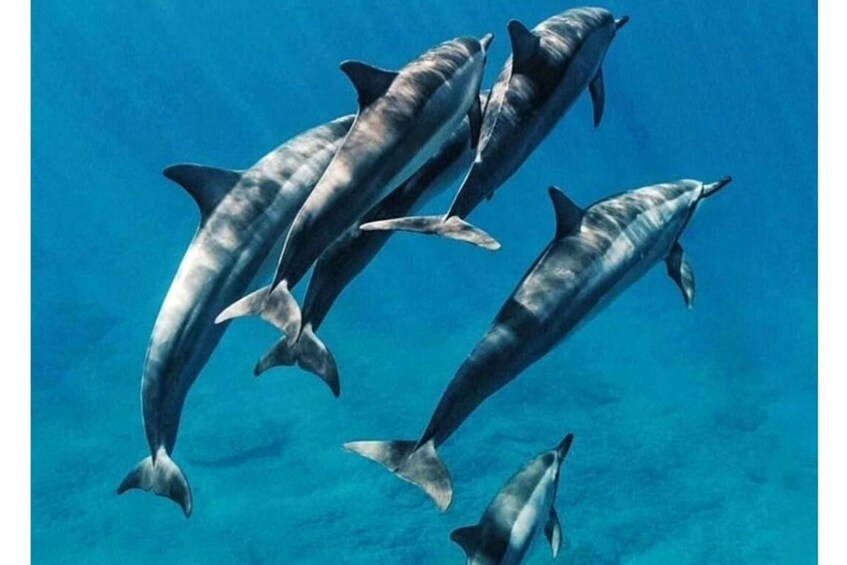 Three dolphins swimming in clear blue water. 1