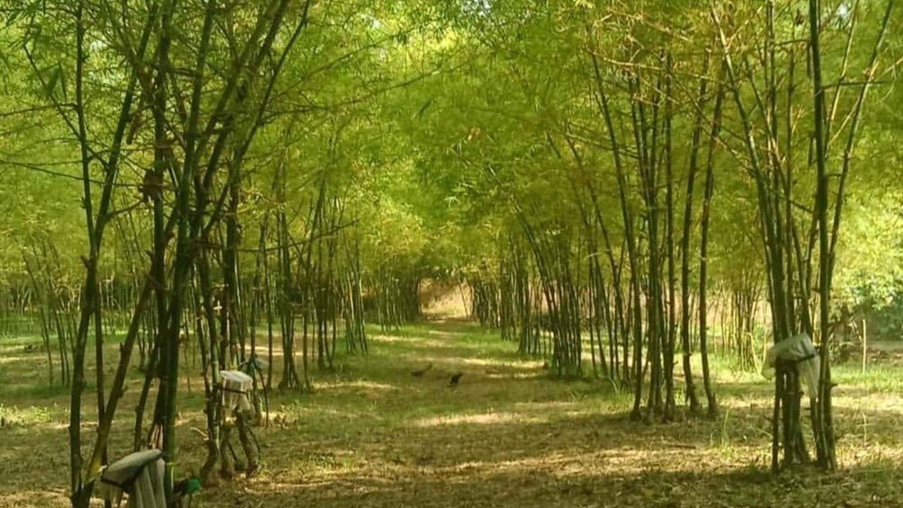 A forest with tall bamboo trees and a dirt path. 1