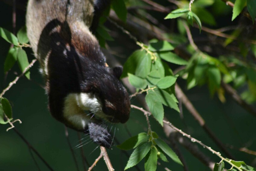 A bat hanging upside down from a branch with green leaves. 3