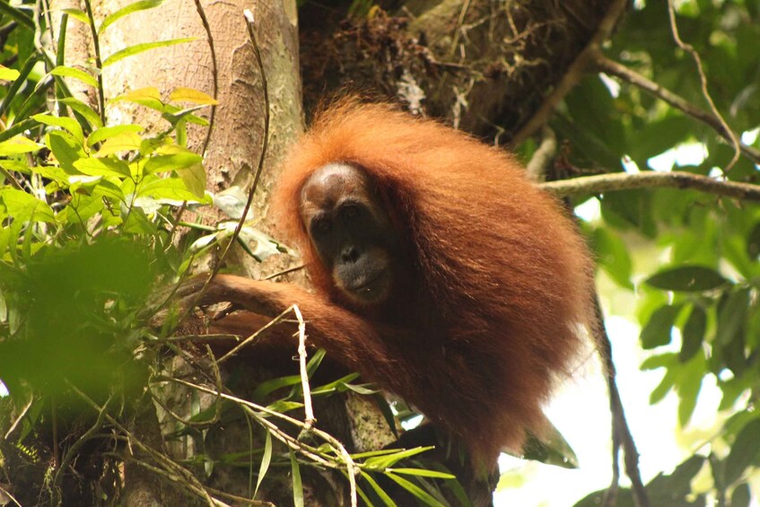 An orangutan in a forested area with dense green foliage and tree trunks. 1