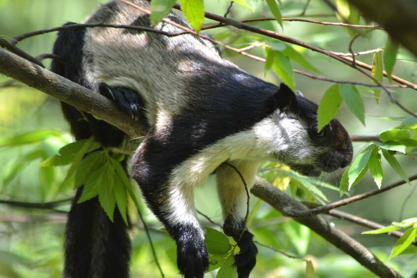 A sloth hanging from a tree branch amidst green foliage. 2