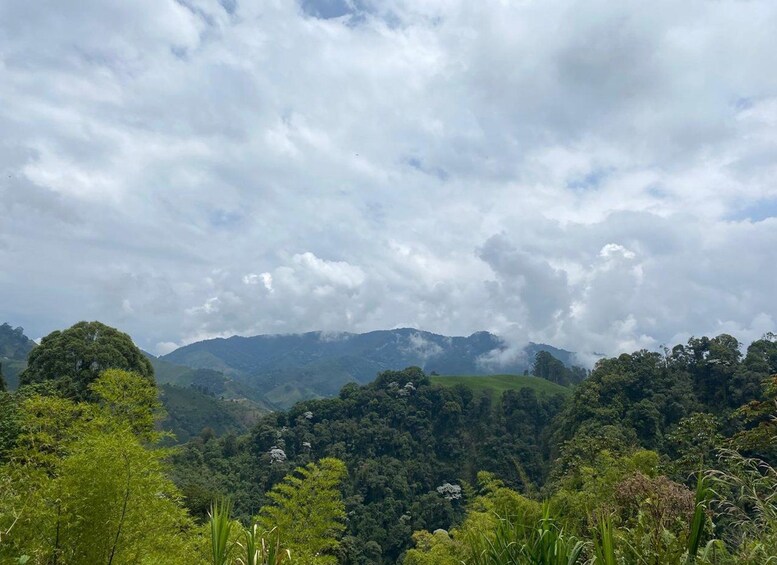 Un paisaje montañoso con bosques verdes frondosos y cielo nublado. 5