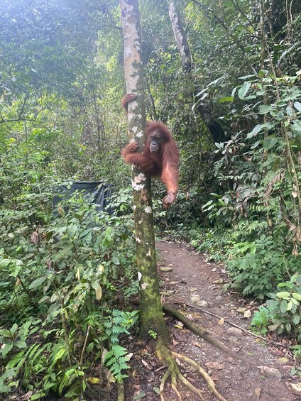 Un orangután trepando un árbol en un bosque denso. 3