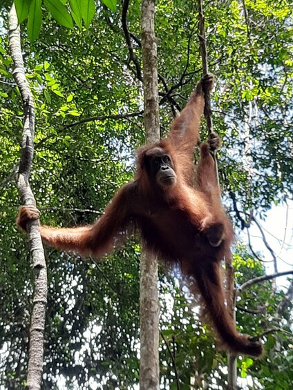 Un orangután colgado de una rama en un bosque. 4