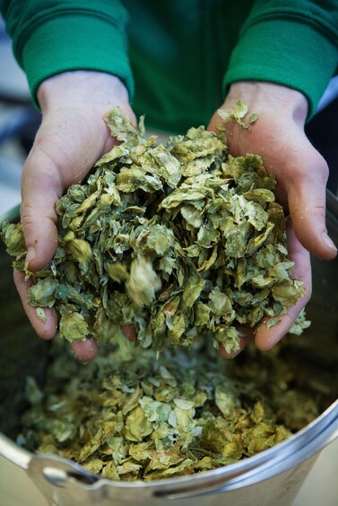A person holding a large quantity of dried leaves. 3