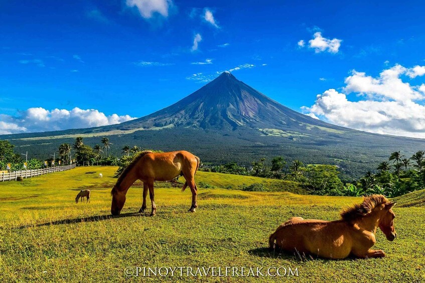 Caballos pastando en un campo con un volcán al fondo. 2