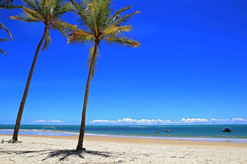 Une plage bordée de palmiers, sous un ciel bleu et dégagé. 2