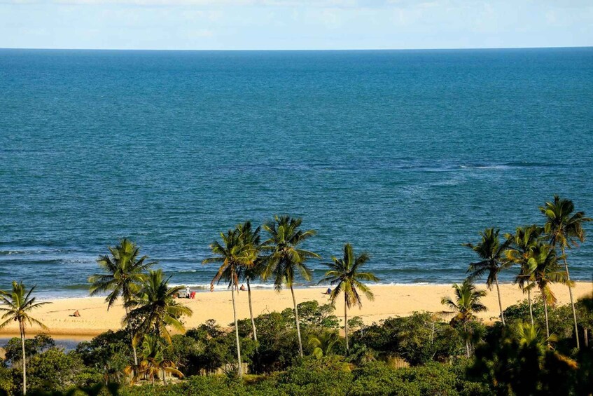 Une plage bordée de palmiers, avec l’océan en toile de fond. 5