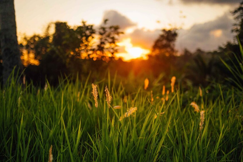 Un champ d’herbe avec de grandes fleurs dorées au premier plan et un coucher de soleil en arrière-plan. 1