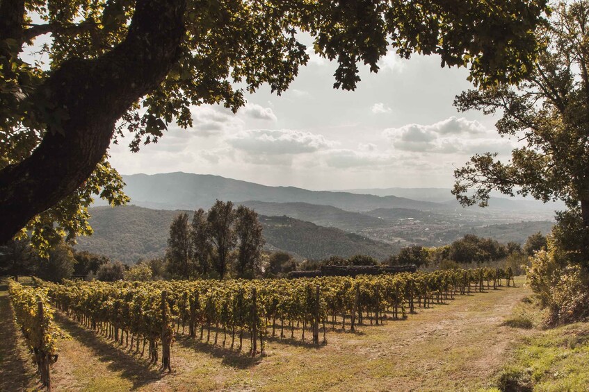 A vineyard with rows of grapevines, trees, and a distant mountain range. 2