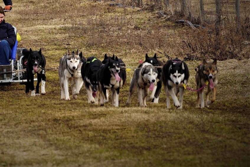 A group of sled dogs running on a grassy field. 3