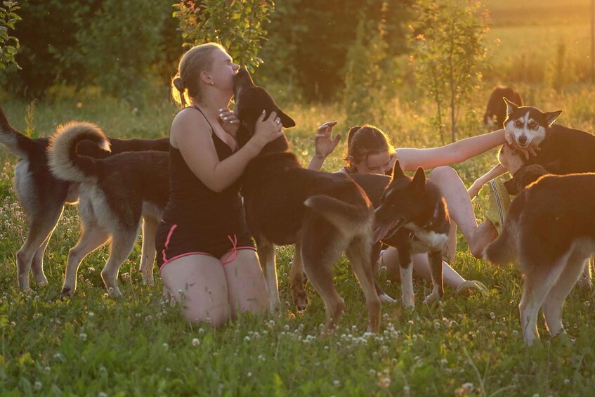 A person with dogs in a grassy field during sunset. 2