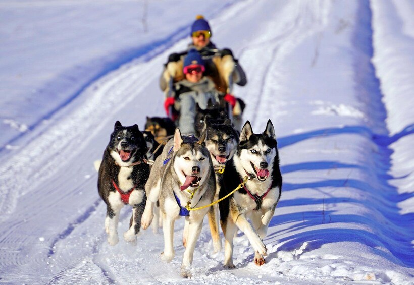 A sled team with a person riding, pulling the sled on a snowy trail. 1