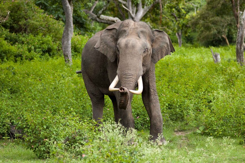 An elephant walking through a lush green forest. 2