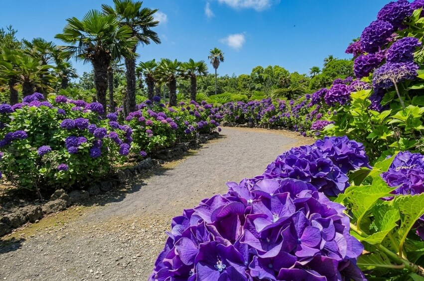 A pathway surrounded by purple flowers, palm trees, and green foliage under a clear sky. 5