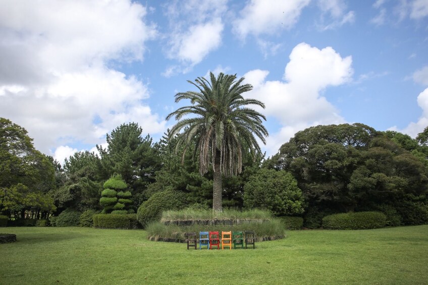 A park with a palm tree, colorful chairs, and lush greenery. 4