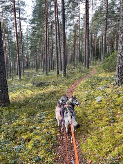 A forest with a trail. 2