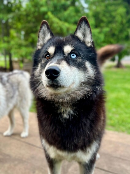 A black and white dog with blue eyes standing on a concrete path. 5