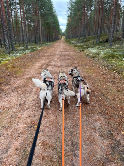 Three husky dogs on a dirt path in a forest. 3