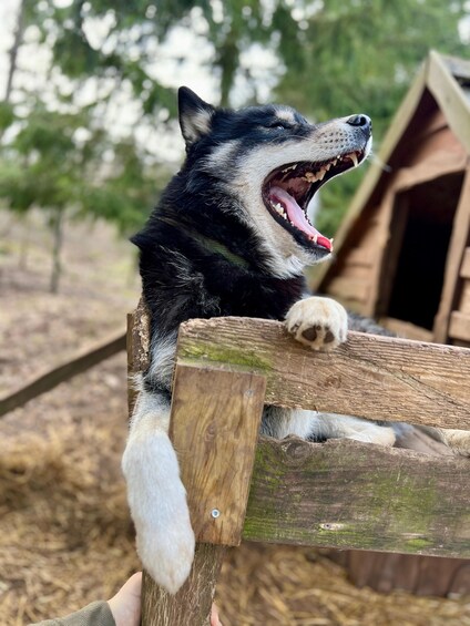 A husky dog with its mouth open, possibly barking, sitting on a wooden fence with a doghouse in the background. 4