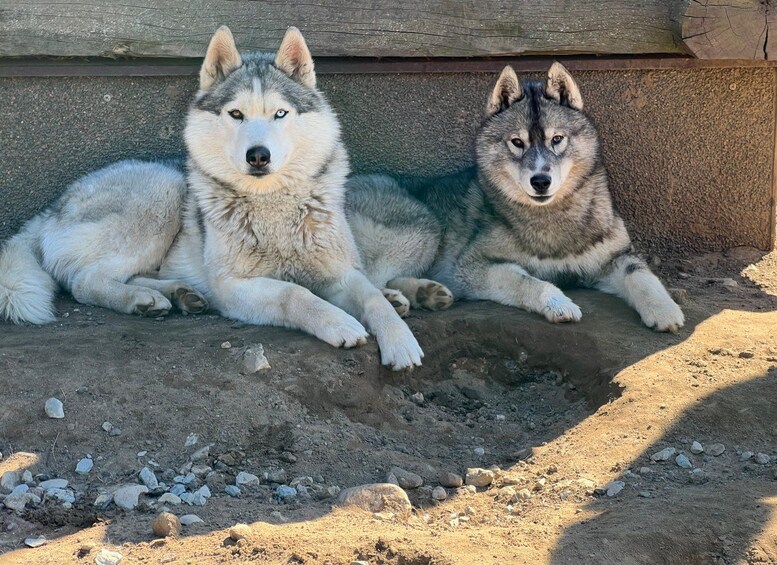 Two huskies lying on a dirt ground with a wooden structure in the background. 1