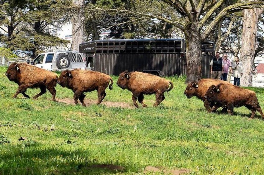 Bison running across a grassy field with trees and a vehicle in the background. 2