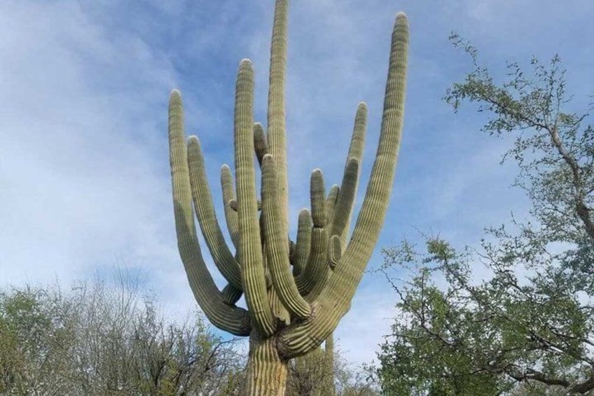A large saguaro cactus with multiple arms. 2